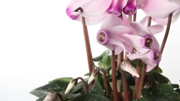 Cyclamen rose timelapse isolé — Video