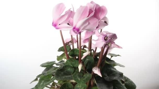 Roze cyclamen geïsoleerd timelapse — Stockvideo