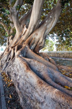 büyük ağacın kökleri