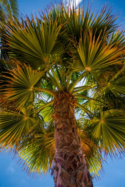 棕榈树上的天空 — 图库照片