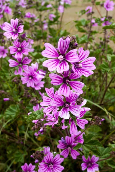 Feldblumen — Stockfoto