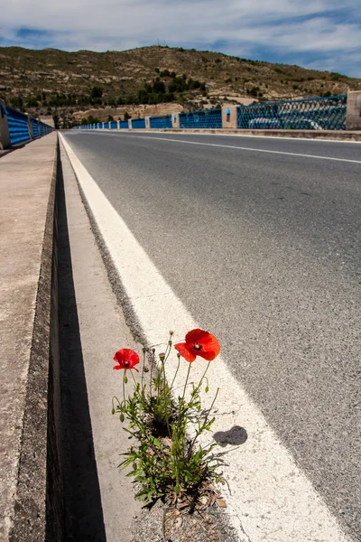 Makový květ vrůstání do asfaltu — Stock fotografie