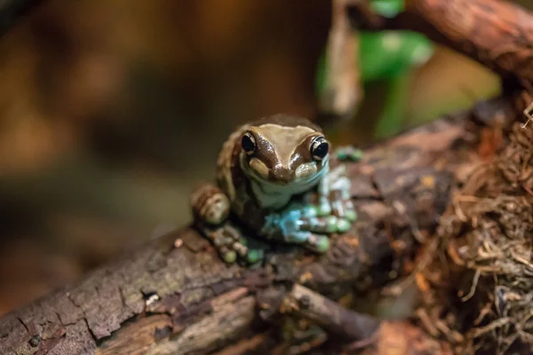 Pepper Tree Frog zittend op boom — Stockfoto