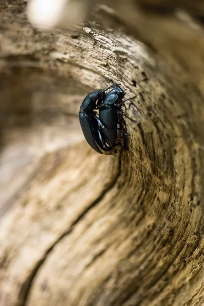 Darkling beetle pairing — Stock Image Darkling beetle pairing Royalty Free Stock Photos