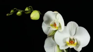 Orchiday çiçek çiçek Burgeon