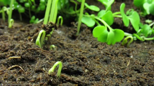 성장 된 식물 — 비디오