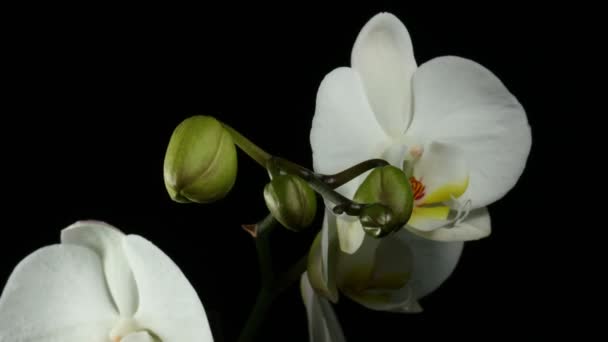 Orchiday Flower Blossom Burgeon — Stock Video