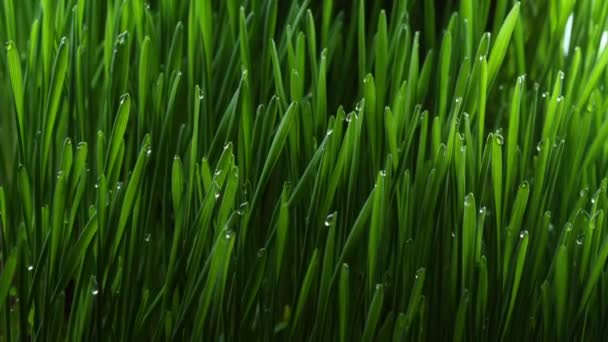 Growing green grass plant — Stock Video