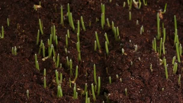 Planta de grama verde crescente — Vídeo de Stock