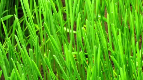 Plante d'herbe verte en croissance — Video