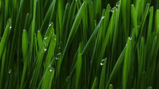 Planta de hierba verde en crecimiento — Vídeos de Stock