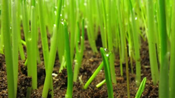 Növekvő zöld fűnövény — Stock videók
