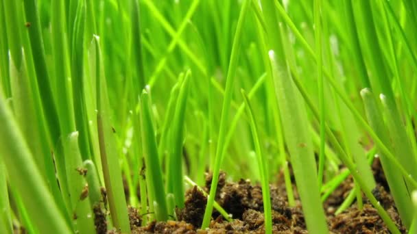 Growing green grass plant — Stock Video
