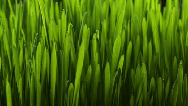 Rostoucí rostlina zelené trávy — Stock video