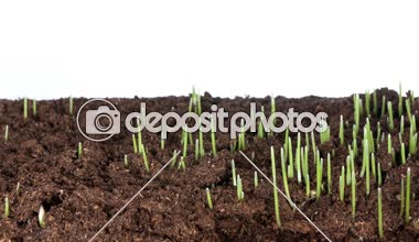 Büyüyen yeşil çim tesisi 4k kaymak