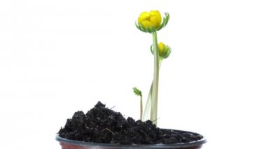 Sarı çiçek büyüyen