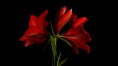 Hippeastrum Royal Kırmızı üzerine siyah izole