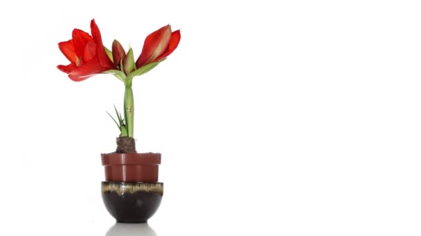 Hippeastrum Royal Red Isolated on White — Stock Video