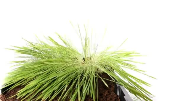 Rising green grass plant — Stock Video