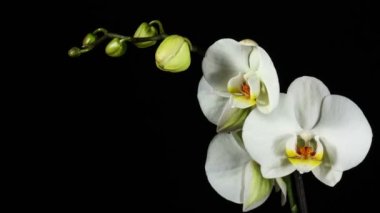 orchiday çiçek çiçek burgeon 4k