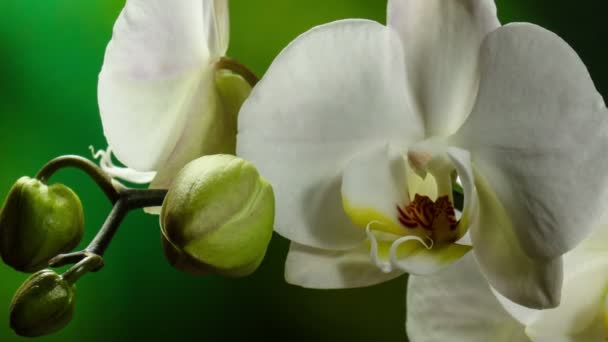 Orquídea flor flor burgeon 4k — Vídeos de Stock
