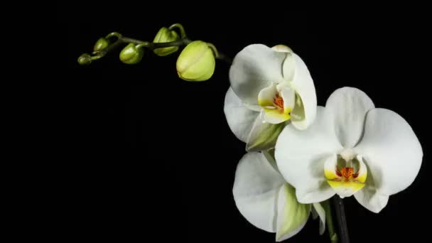 Orquídea flor flor burgeon 4k — Vídeo de stock