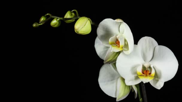 Orquídea flor flor burgeon 4k — Vídeos de Stock