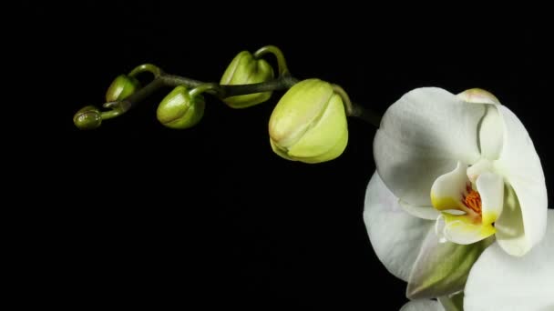 Orquídea flor flor burgeon 4k — Vídeo de stock