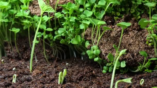 Groeiende plant time-lapse is — Stockvideo