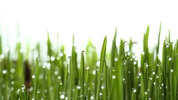 Plante d'herbe verte en croissance 4k 