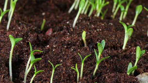 Cultivo de semillas de caléndula 4k — Vídeo de stock