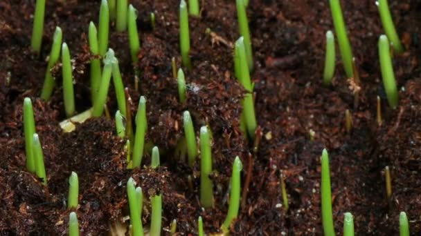 Plante d'herbe verte en croissance — Video