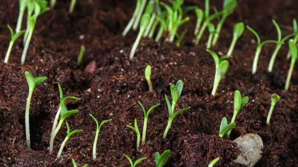 Groeiende zaad van Goudsbloem 4k — Stockvideo