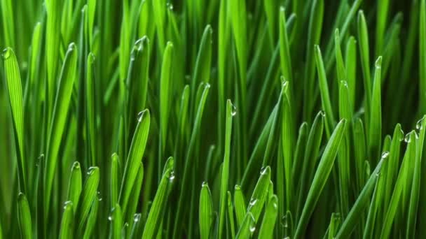 Plante d'herbe verte en croissance — Video