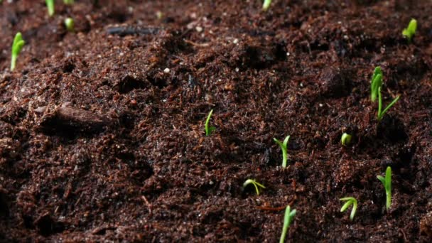 Cultivo de semillas de caléndula — Vídeo de stock