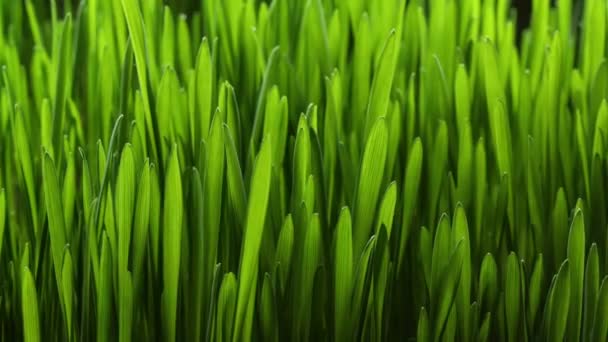 Rosnący roślina trawa zielona 4k — Wideo stockowe