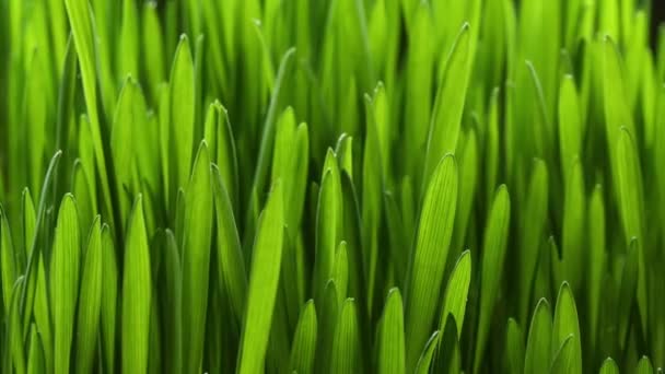 Plante d'herbe verte en croissance 4k 