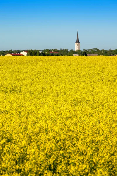 Rapeseed field. Estonia — Stock Photo, Image