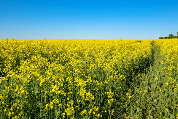 Rapeseed field. Estonia — Stock Photo, Image