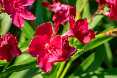 Pembe zakkum çiçekleri, Yunanistan