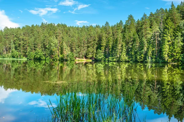 Vista Costa Del Embalse Saesaare Río Ahja Taevaskoja Estonia — Foto de Stock