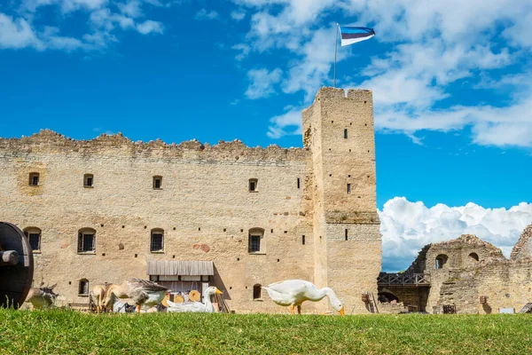 Husy Pasou Nádvoří Středověkého Hradu Rakvere Estonsko Pobaltské Státy Evropa — Stock fotografie