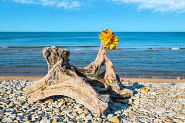 Toila sahilindeki eski bir engel. Toila-Oru parkında sonbahar. Ida-Viru, Estonya