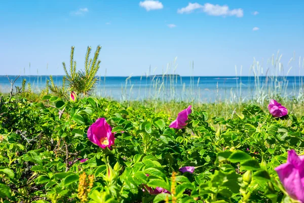Kvetoucí Růžové Keře Růží Pláži Valkla Podél Baltského Moře Estonsko — Stock fotografie