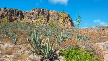 Gramvousa Adası 'nda çiçek açan agavalarla doğal manzara. Girit, Yunanistan