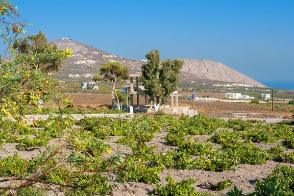 Weingarten. Santorini-Insel, Griechenland — Stockfoto