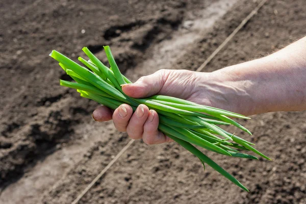 Hand holding organic onion — Stock Photo, Image