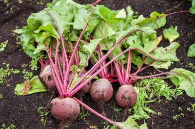 Organik kırmızı pancar