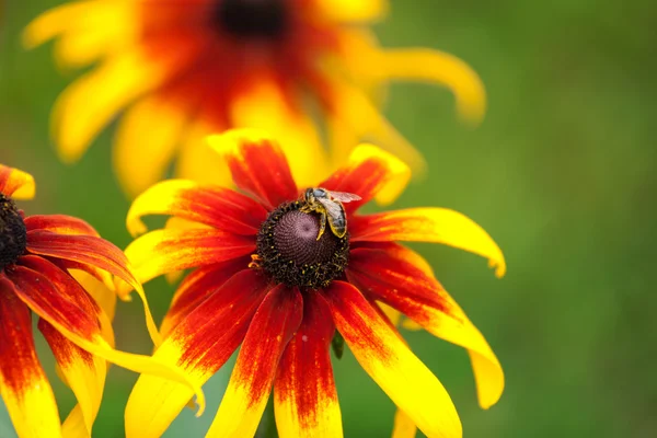 Abelha na flor de rudbeckia — Fotografia de Stock
