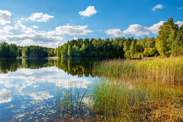 Lasu nad jeziorem. Estonia — Zdjęcie stockowe